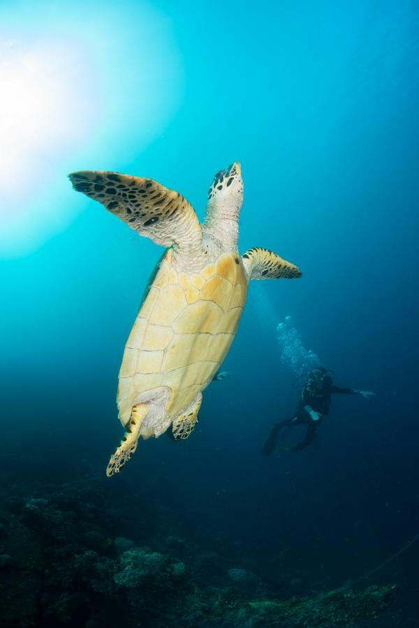 Bali Dive Resort Amed Esterno foto