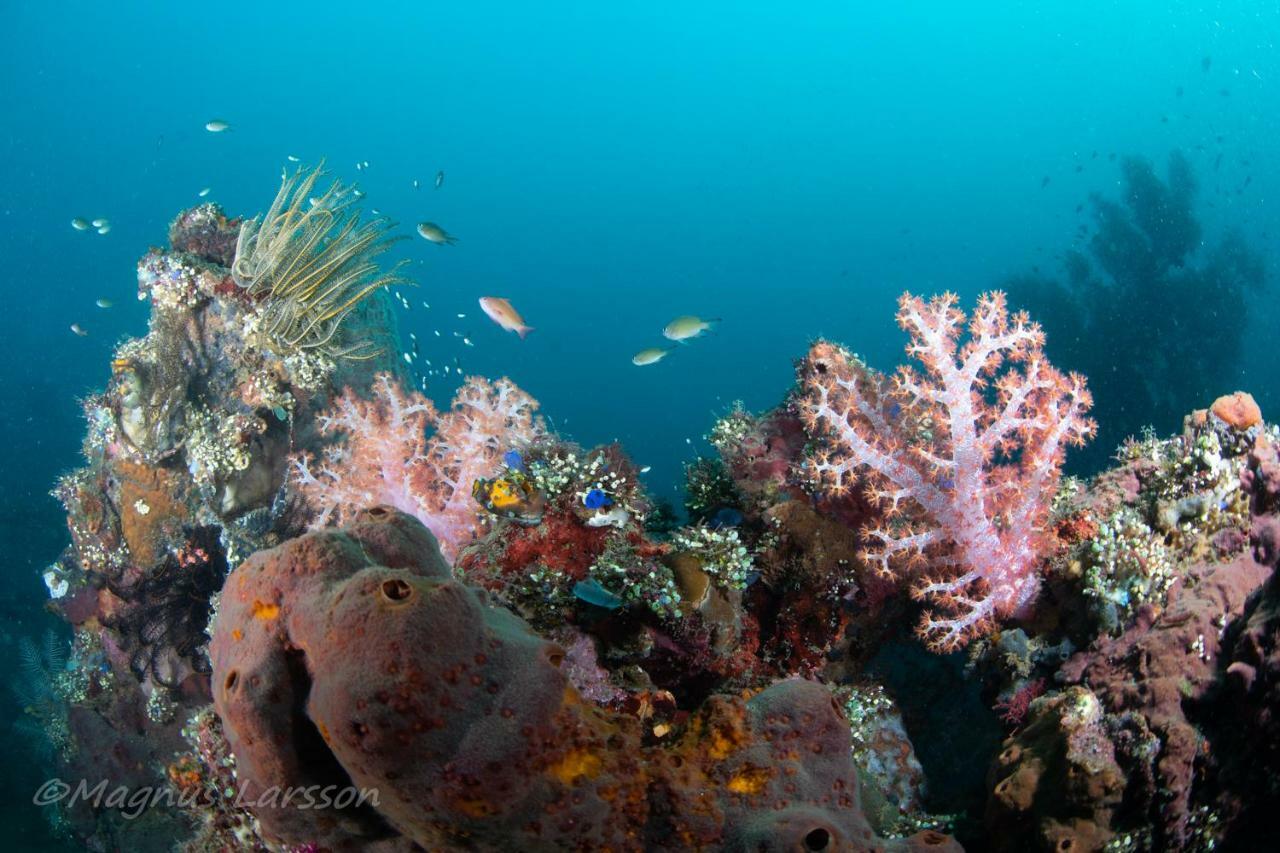 Bali Dive Resort Amed Esterno foto
